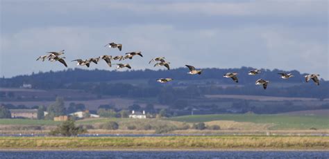 Pink Footed Geese Loch Leven Paula Flickr