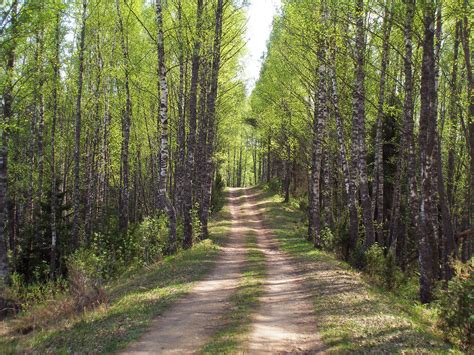 Fileforest Trail In Põhja Kõrvemaa May 2010 Wikimedia Commons