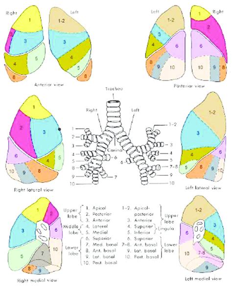 Lung Lobe Segments Ct Anatomy