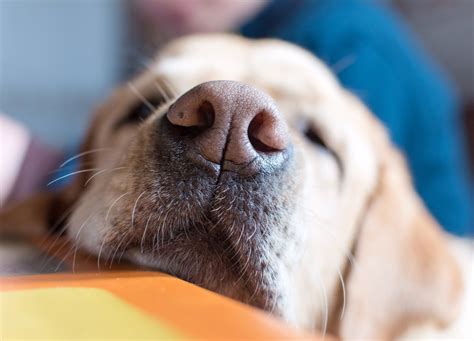 Why Do Dogs Have Slits In Their Nose The Surprising Science Behind It