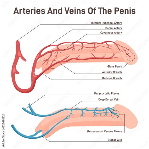 Blood Circulation Of The Penis Male Reproductive Organ With Artery And