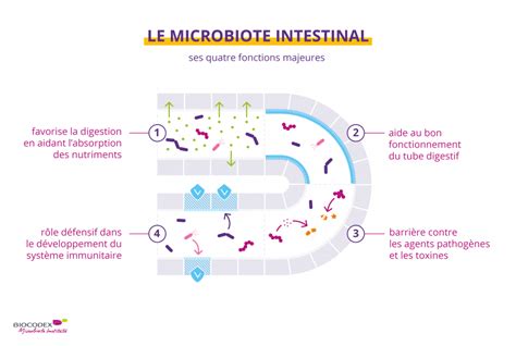 Le Microbiote Intestinal Contenus Pour Le Grand Public Institut Du
