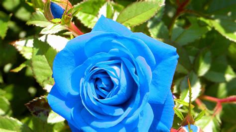Los filtros para fotos son una buena y rápida manera de convertir tus fotos ordinarias en imágenes llenas de belleza. Rosas azules 1920x1080 HD | FotosWiki.net