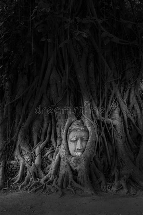 Head Of Buddha Statue In The Tree Roots Stock Image Image Of Kaew