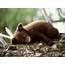 Encyclopaedia Of Babies Beautiful Wild Animals The Brown Bear Cub 
