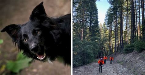 Real Life Lassie Leads Rescuers Through The Woods To Her Injured