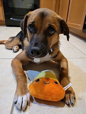 Bradenton FL Beagle Shepherd Unknown Type Meet Dexter A Pet For