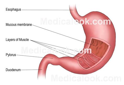 Muscles In The Body Diagram Simple / Muscles - name the muscle