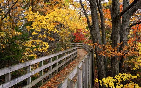 Wallpaper Park Wood Bridge Trees Yellow And Red Leaves Autumn