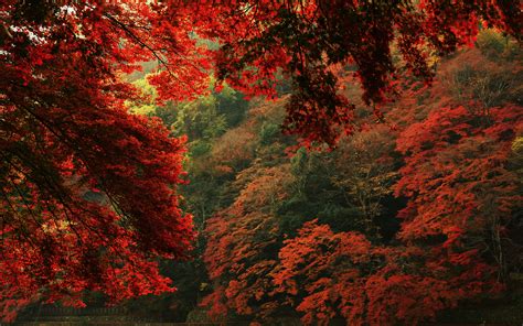 View Leaves Trees Autumn Nature Forest Wallpaper