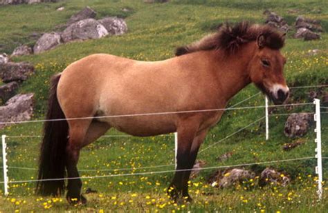 faroe pony information origin history pictures