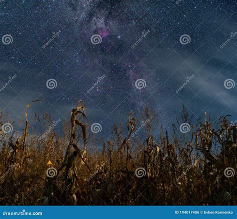 Corn Field At Night Night In Fall Starry Sky Stock Photo Image Of