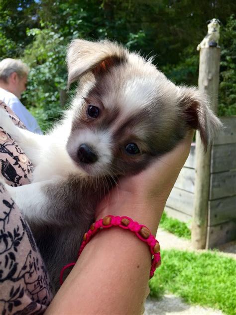 Doch was die neuen besitzer am anfang so entzückend fanden, entpuppt sich oft als alptraum: Luis Chihuahua | Pawshake (mit Bildern) | Hunde, Süße ...