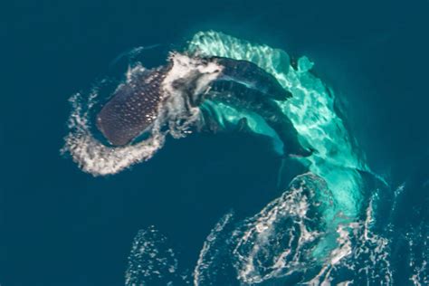 Whale Shark Mating Behaviour Photographed At Ningaloo Dive Magazine