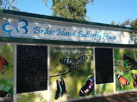 Bribie Island Butterfly House Opening Hours Entry Prices Bongaree Qld