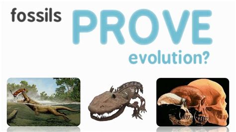 Fossils Prove Evolution Youtube