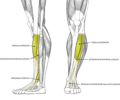 Parts Of The Lower Leg