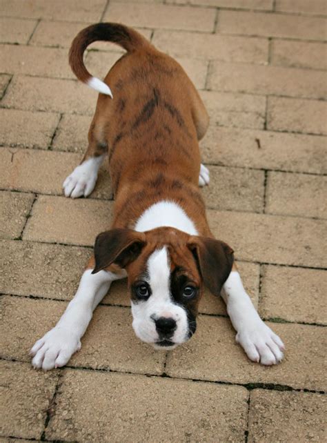 Beautiful Boxer Puppy Soooo Cute Boxers Pinterest