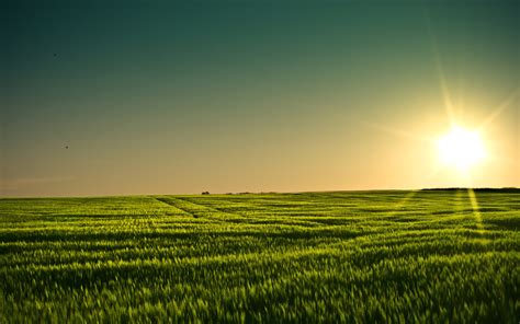 Summer Grain 4k Ultra Hd Wallpaper And Background Image 3888x2430