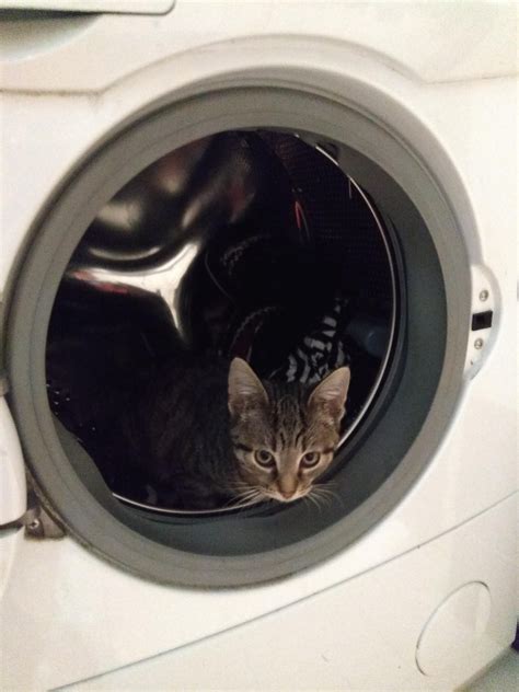 Just Myy Sweet Cat Casually Peeing Into The Washing Machine Cat Makeup