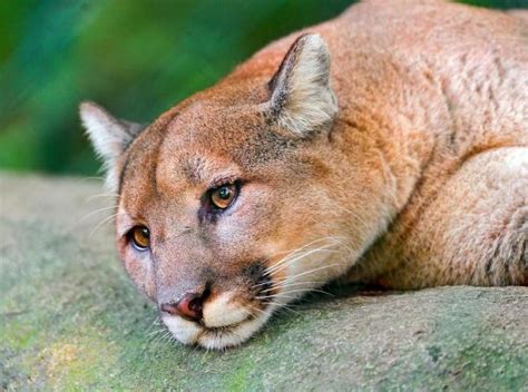 All Types Of Cougars Cougar Species And Subspecies With Photos