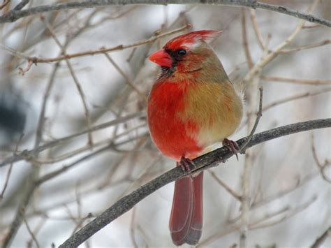 A Rare Bird Indeed A Cardinal Thats Half Male Half Female Published
