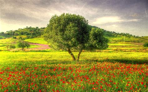 Wallpaper Beautiful nature, single tree, meadow, poppies, grass, slope ...