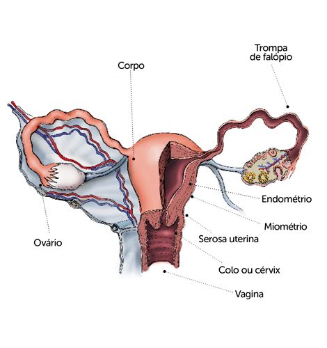 o útero anatomia localização função revista prevenir