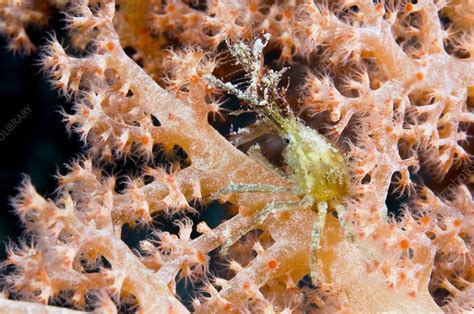 Oregonia gracilis, commonly known as the graceful decorator crab, is a species of crab belonging to the family oregoniidae. Decorator crab - Stock Image - C002/8823 - Science Photo Library