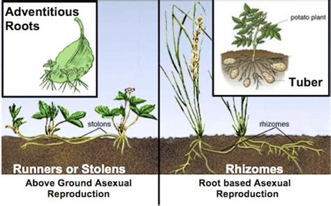 Asexual Reproduction In Plants