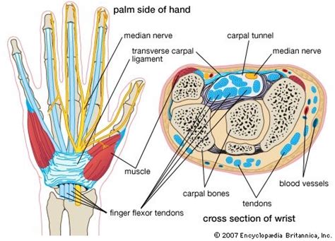 Carpal Tunnel Syndrome Cts Physio Cape Town