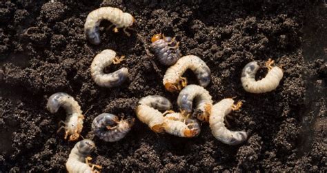 5 Types Of Worms In Potted Plants That You Should Know About Todays