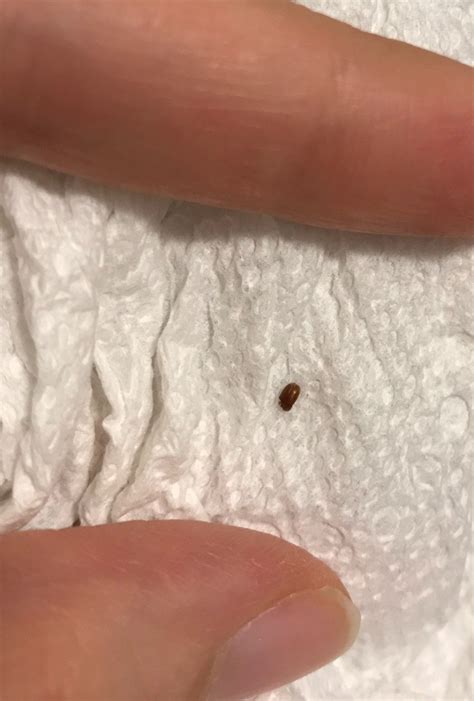 Identifying Tiny Brown Oval Bugs Thriftyfun