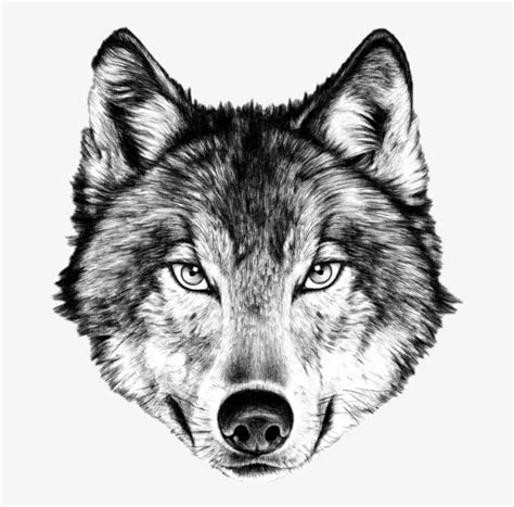 We will start inking in our character's outlines and slowly build him up with shadows and small details. Wolf Face PNG & Download Transparent Wolf Face PNG Images ...