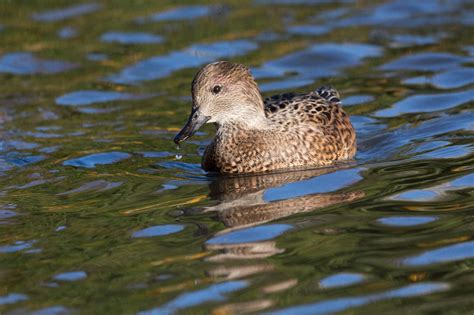 Falcated Ducks Wwt