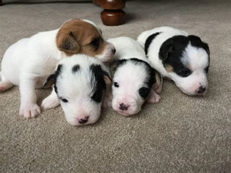 I joined this adventure with jana crawford to bring awareness to what seemed to be the forgotten original family member of the short leg jack russell terrier. Jack Russell Terrier Puppies for Sale 2 males and 1 female ...