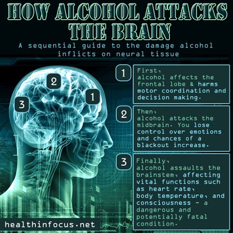 How Alcohol Attacks The Brain Herbs Info
