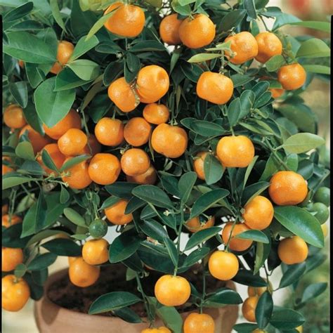 Dwarf Calamondin Calamans Orange Citrus Tree 5 Seeds Etsy Uk
