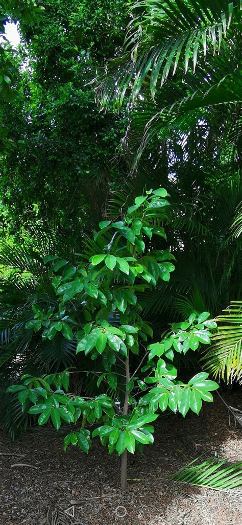 Guanabanas and paw paws the long, prickly fruit comes from the graviola tree, an evergreen native to mexico, the caribbean, and central and south america. Soursop Tree - Annona muricata