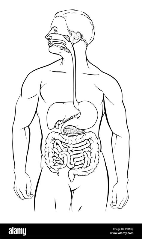 El Sistema Digestivo Humano Tracto Gastrointestinal O Canal