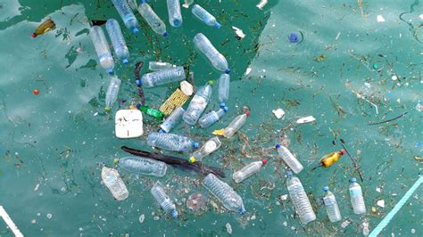 ¿cómo Afecta El Plástico De Los Océanos En Nuestra Vida Diaria Rpp
