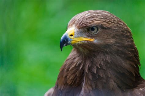 Lesser Spotted Eagle Free Stock Photo Public Domain Pictures