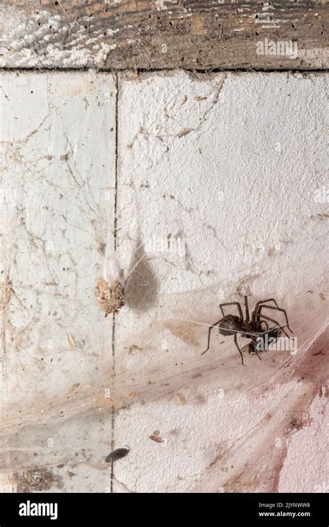 Domestic House Spiders Hi Res Stock Photography And Images Alamy