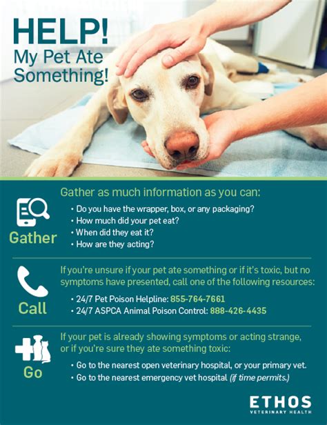 Veterinary Emergency Hospital | Albany & Latham, NY