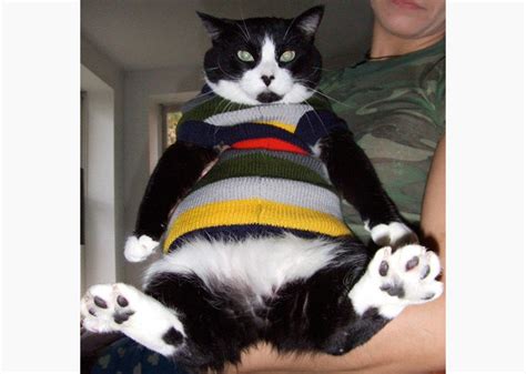 7 Cats Who Hate Wearing Sweaters