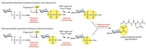 2016 A Modular Approach To Phosphoglycosyl Transferase