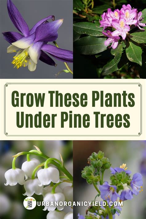 17 Best Plants That Grow Under Pine Trees Artofit