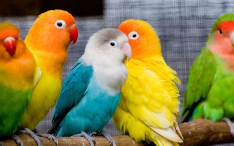 Love Em Домашние птицы Самые милые животные Красивые птицы
