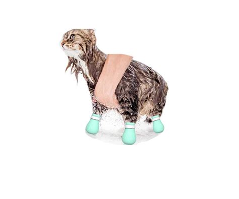 The 4 Best Boots For Cats Reviews And Buying Guide 2023
