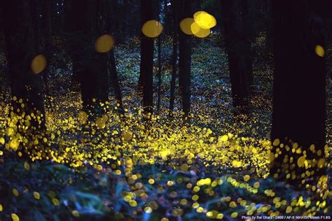 Long Exposure Of Fireflies Just Before Dark Pics